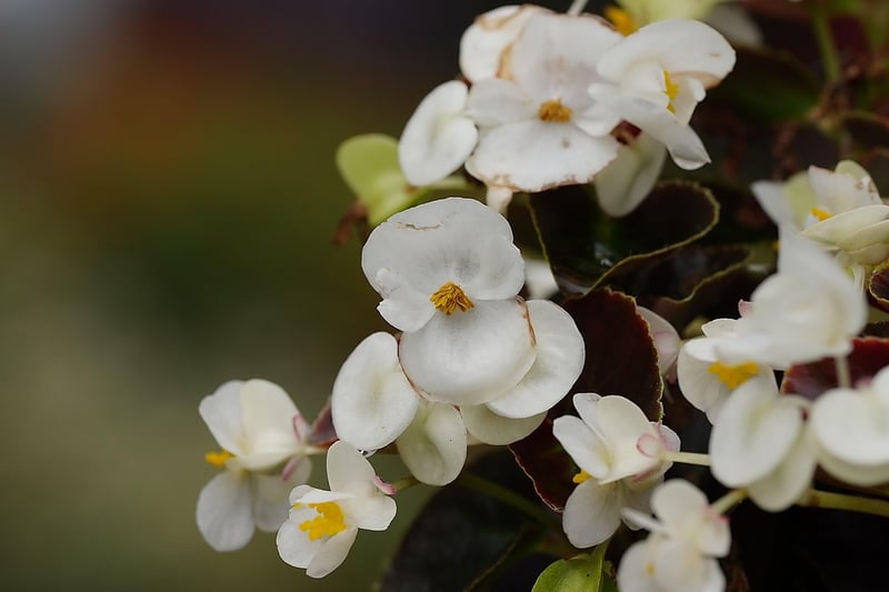 Begonias