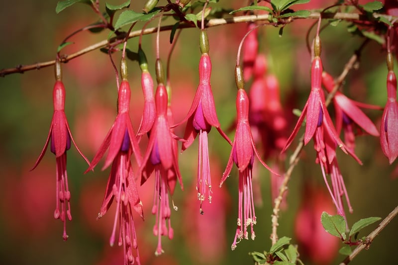 Fuchsias