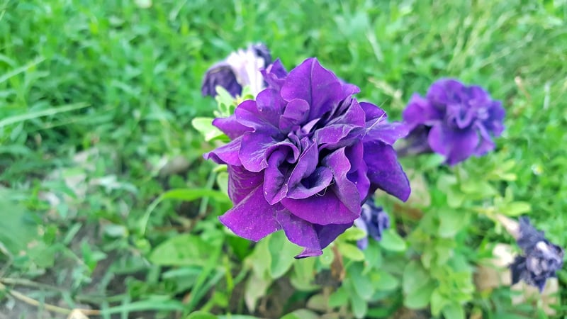 Petunias